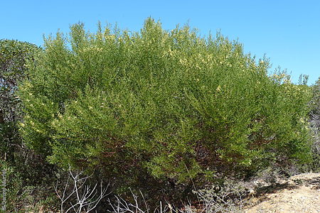 Acacia uncifolia p Denzel Murfet Newland Head CP